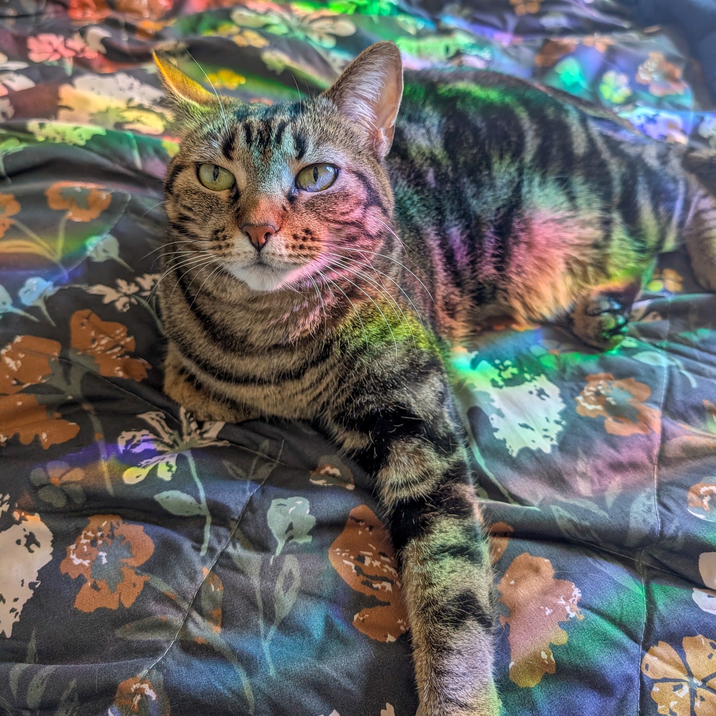 Sun Catcher Window Stickers